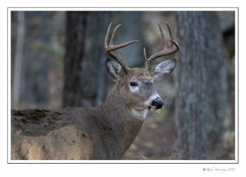 White-tailed buck 8pt 1.jpg